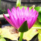 (Nymphaea Yonglap Hybrid) Tropical Water Lily Tuber Live Aquatic Plants for Freshwater Fish Pets Pond Balcony Decorations by Greenpro