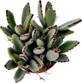 Fat Plants San Diego Succulent Plant(s) Fully Rooted in 4 inch Planter Pots with Soil - Real Live Potted Succulents/Unique Indoor Cactus Decor (1, Kalanchoe Panda Plant)