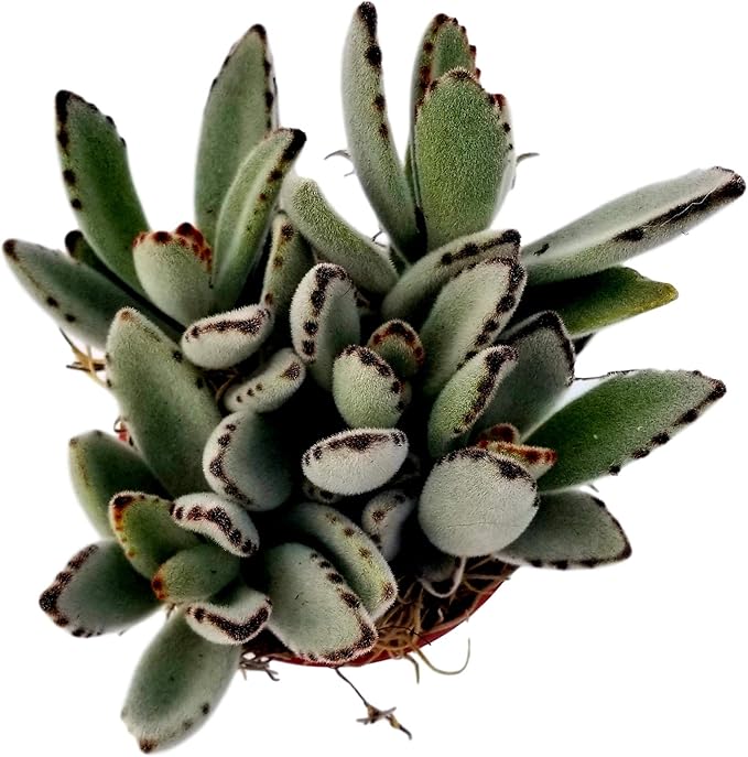 Fat Plants San Diego Succulent Plant(s) Fully Rooted in 4 inch Planter Pots with Soil - Real Live Potted Succulents/Unique Indoor Cactus Decor (1, Kalanchoe Panda Plant)