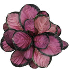 Pet Safe Purple Prayer Plant (Calathea Roseopicta) in 6" Grower Pot, Pet Friendly Houseplant, Live Prayer Plants & Air Purifying Indoor Houseplants by Plants for Pets