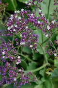 RedCrocus Limonium 'Salt Lake' Sea Lavender- Drought-Tolerant Perennial for Borders, Cut Flowers & Xeriscapes, Pollinator Attractant, Pet Safe 8" Pot