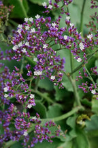 RedCrocus Limonium 'Salt Lake' Sea Lavender- Drought-Tolerant Perennial for Borders, Cut Flowers & Xeriscapes, Pollinator Attractant, Pet Safe 8" Pot