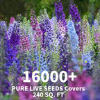 Delphinium Seeds for Planting - 16000+ Mixed Color Rocket Larkspur Seeds Plant Outside, Non-GMO, Perennial Garden Wildflower, Consolida ajacis(2 Pack)
