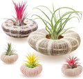 5 Pack Mini Sea Urchin Shell Air Plant Holders- 1.4-3.7 Inch Decorative Airplant Pot, Tabletop Air Tillandsia Succulent Display Container for Home Garden Decor Beach Theme Party Favors (No Plants)