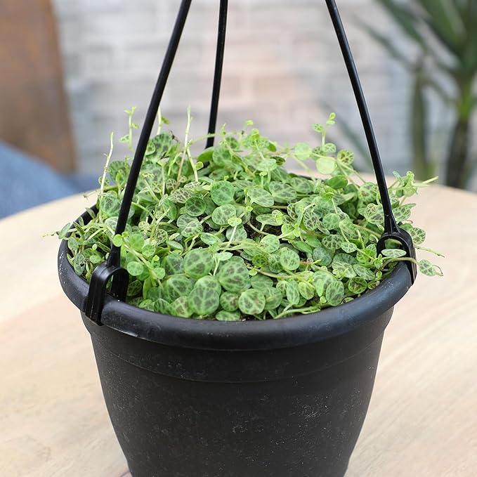 String of Turtles Live Plant Hanging Basket, Pet Friendly Live Indoor Plants, Peperomia prostrata Succulent, Real Houseplant, Non-Toxic Houseplants for Home or Office