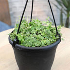 String of Turtles Live Plant Hanging Basket, Pet Friendly Live Indoor Plants, Peperomia prostrata Succulent, Real Houseplant, Non-Toxic Houseplants for Home or Office