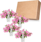 Proven Winners® Petunia Plant - Supertunia Vista Bubblegum - 4 Pack - Annual Flower for Spring & Summer Blooms - 6" Tall x 6" Wide, 1.56 Pt Pot