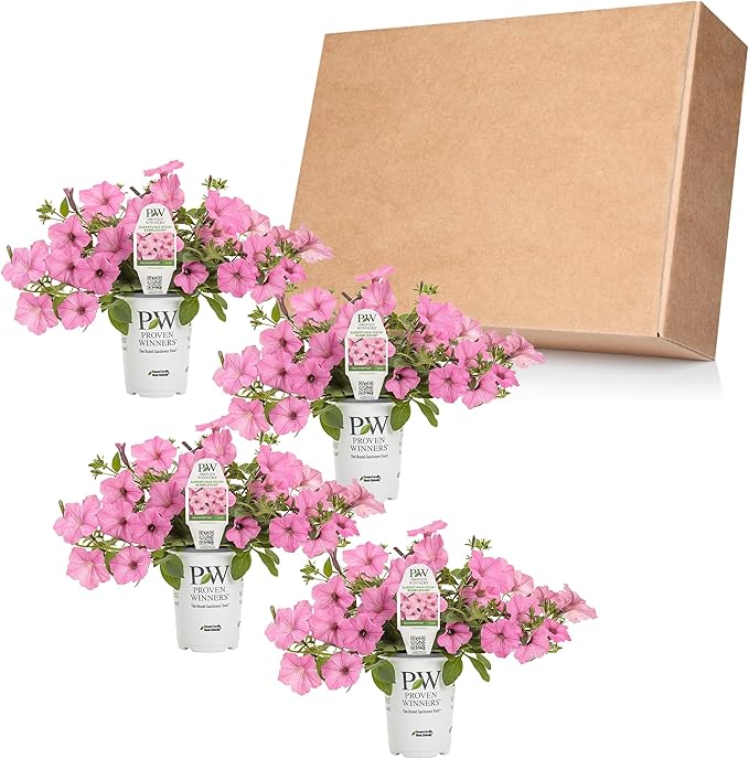 Proven Winners® Petunia Plant - Supertunia Vista Bubblegum - 4 Pack - Annual Flower for Spring & Summer Blooms - 6" Tall x 6" Wide, 1.56 Pt Pot