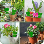 Fruit Fly Traps, 60 Pack Green Stick Traps, Fungus Gnat Traps, Plant Fly Stickers for Indoor and Outdoor Use Protect The Plant