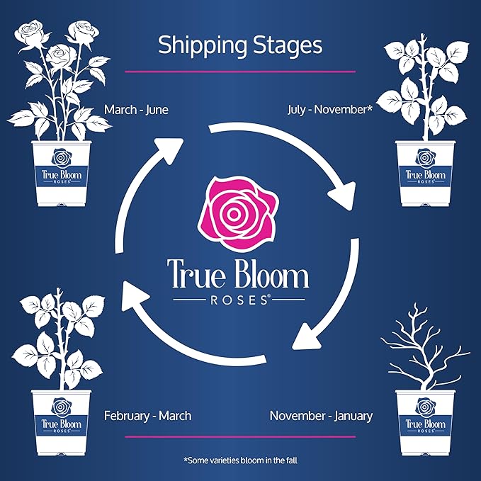 Fresh Roses for Delivery Prime, Pink Roses Live Rose Bush Plants, Indoor Rose Plant Lover Gifts, Fresh Flowers for Delivery Prime, Potted Rose Plant Live Plants, Live Outdoor Plants by Plants for Pets