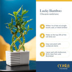 Costa Farms Lucky Bamboo Live Plant in Decorative Pot, Easy to Maintain Indoor Houseplant, Perfect for Home, Room, or Office Decor, Great House Warming or Birthday Gift, 12-15 Inches Tall