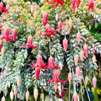 Cotyledon Pendens Succulent Live Plant, Trailing Succulent Plant Live Houseplant in 2 Inch Pot, Small Succulent Live Plant