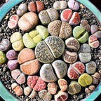 20 Pack Assorted Lithop Live Plants, Rare Living Stone Succulents Plants Live for Indoor Gardens, Lithops Seedlings