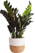 Costa Farms Raven ZZ Plant, Easy Care Indoor Houseplant, Potted in Decorative Plant Pot with Soil, Room Decor for Tabletop, Shelf, or Office Desk, Trending Tropicals Collection, 22-Inches Tall