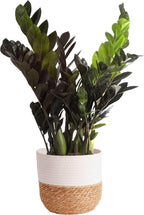 Costa Farms Raven ZZ Plant, Easy Care Indoor Houseplant, Potted in Decorative Plant Pot with Soil, Room Decor for Tabletop, Shelf, or Office Desk, Trending Tropicals Collection, 22-Inches Tall
