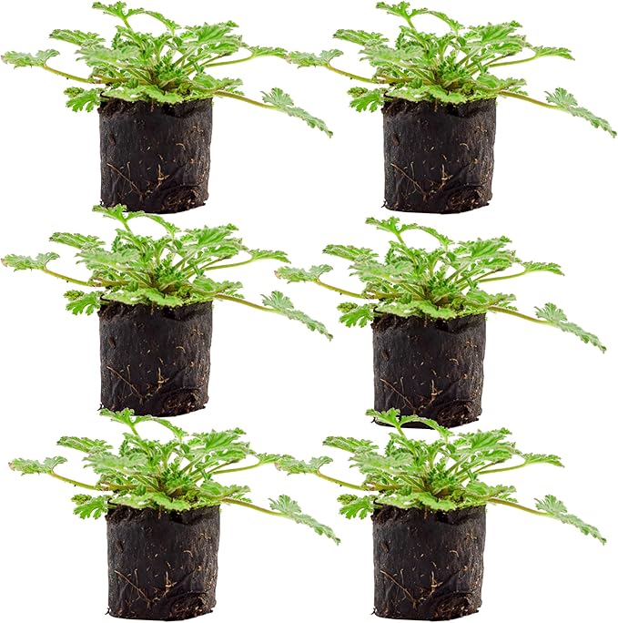 Live Citronella Geranium Plant Plugs (6-Pack), Pelargonium Citronella Scented Seedlings