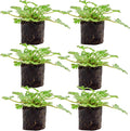 Live Citronella Geranium Plant Plugs (6-Pack), Pelargonium Citronella Scented Seedlings