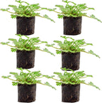 Live Citronella Geranium Plant Plugs (6-Pack), Pelargonium Citronella Scented Seedlings