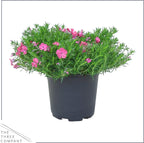 Live Phlox - Pink - Beautiful Creeping/Trailing Perennial - Healthy Spring Plant - 10" Tall by 6" Wide in 2.5 Qt Pot