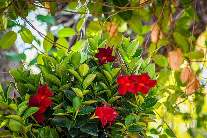 Tropical Plants of Florida Red Dipladenia Hanging Basket 12 Inch Live Flowering Plant, 14 Inch Wide by 18 Inch Tall, Vibrant Red Patio Porch Balcony Blooms