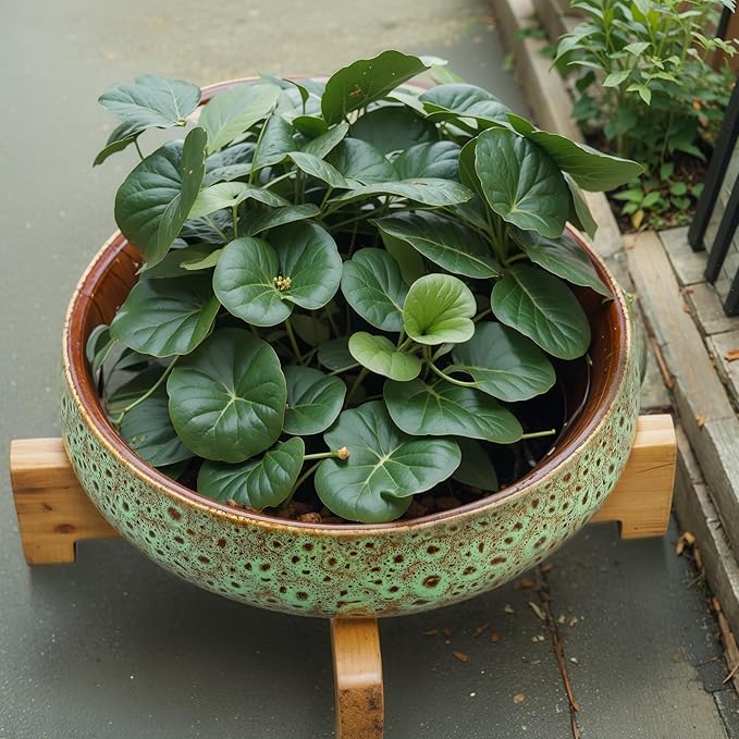 Baderke 2 Pcs Lotus Bowl Planter with Base Ceramic Hydroponic Planter Water Lily Bowl for Planting Aquatic and Indoor Plants Household Ceramic Basin Decor (Green)
