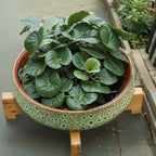 Baderke 2 Pcs Lotus Bowl Planter with Base Ceramic Hydroponic Planter Water Lily Bowl for Planting Aquatic and Indoor Plants Household Ceramic Basin Decor (Green)