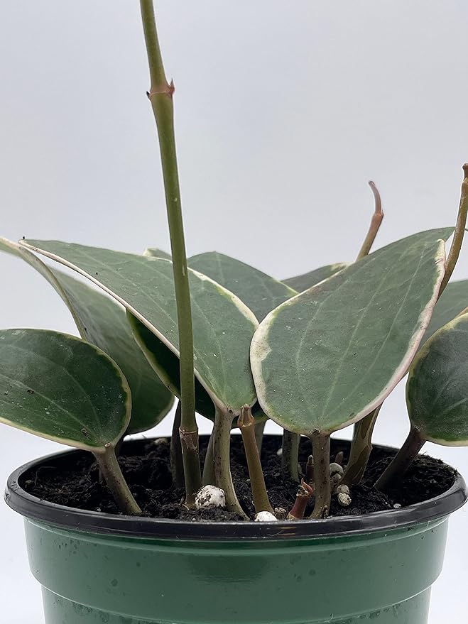 BubbleBlooms Hoya Macrophylla, Very Rare Limited Live Plant, in 4 inch Pot