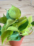 RedCrocus Philodendron 'Brasil' – Variegated Heartleaf Indoor Plant – Easy Care, Air Purifying, Bright Indirect Light, Tropical Foliage, Pet Friendly (Toxic to Pets) 8" Hanging Basket
