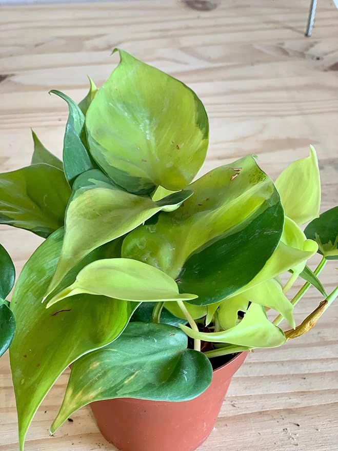 RedCrocus Philodendron 'Brasil' – Variegated Heartleaf Indoor Plant – Easy Care, Air Purifying, Bright Indirect Light, Tropical Foliage, Pet Friendly (Toxic to Pets) 8" Hanging Basket