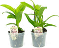 2 Live Orchid Plants | Dendrobium Orchids | Real Houseplants in Potting Soil Mix with Orchid Pots | Flowering Plants | Decorative Flowers Orchid Mix | by Plants for Pets, Green