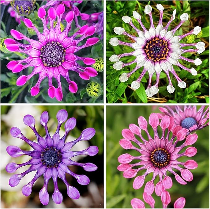 145+ Rare Perennial African Rare Daisy Flower Seeds for Planting Outdoor-Non-GMO Heirloom Garden Decoration