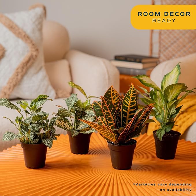 Costa Farms Live Air Purifying House Plants 6 Pack - Hand Selected Easy to Maintain Indoor Assorted Indoor Houseplants, Curated Mix, Low Light, Home Office Decor Plant Gift