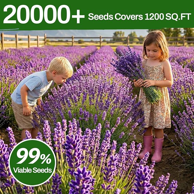 LUOJIBIE Lavender Seeds, 20000+ Seeds Bulk Pack, 2026 Lavender Seeds for Planting Outdoor, High Germination Non-GMO, Wildflower Seeds for Planting Indoor Outdoor, Open Pollinated