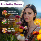 KVITER 1,500 Tall Mix Strawflower Seeds for Planting (Xerochrysum/Helichrysum Bracteatum) — Golden Everlasting Flower, Paper Daisy — Ideal Organic, Heirloom Cut Flower Seeds to Plant Outside & Drying
