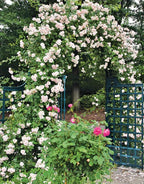 Pink New Dawn Climbing Rose Live Plant, Can Grow As Rose Bushes Shrubs, Fragrant Ready to Plant, Starter Size, 5 to 10 Inc Tall, Dormant in Winter