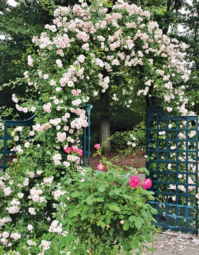 Pink New Dawn Climbing Rose Live Plant, Can Grow As Rose Bushes Shrubs, Fragrant Ready to Plant, Starter Size, 5 to 10 Inc Tall, Dormant in Winter
