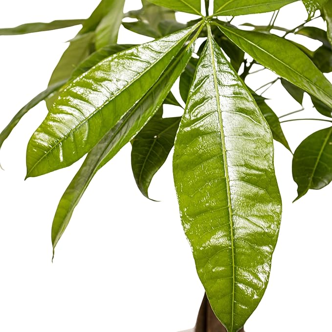 Money Tree Live Plant by United Nursery Pachira Aquatica Braided Trunk Indoor Tree, Easy Care Air Purifier House Plant for Lucky Home and Office Decor