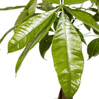 Money Tree Live Plant by United Nursery Pachira Aquatica Braided Trunk Indoor Tree, Easy Care Air Purifier House Plant for Lucky Home and Office Decor