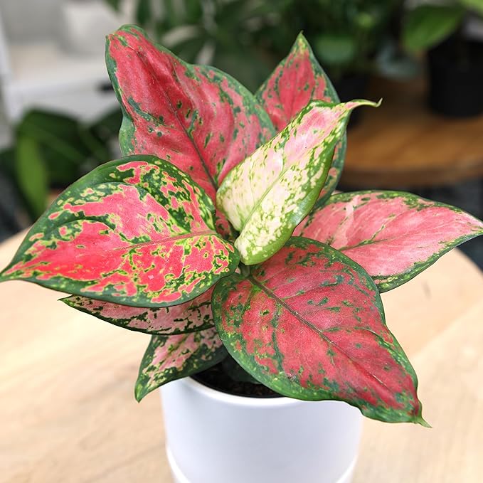 Beauty Aglaonema Chinese Evergreen Live Plant, Variegated Plant Exotic House Plants Live Tropical Plants, Rare House Plants Indoors Live Plants Indoor Plants Live Houseplants by Plants for Pets