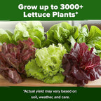 HOME GROWN Lettuce Seeds 5 Variety Mix 3950+ Bulk Pack Heirloom Non-GMO, High Germination, Romaine, Bibb, Buttercrunch, Iceberg, Black Seeded Simpson, Indoor Outdoor Hydroponic Garden (Lactuca sativa)
