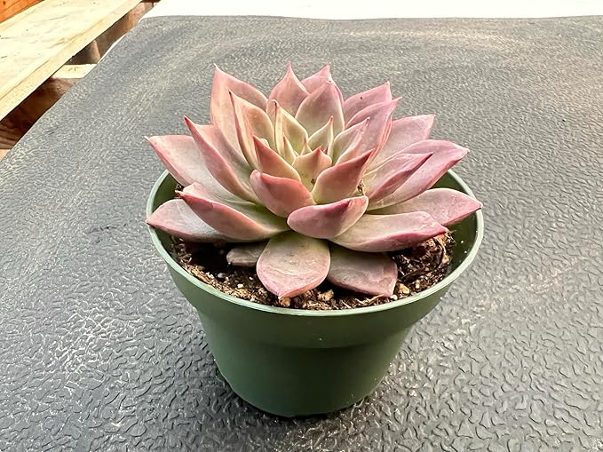 Sprout N Green Echeveria Meiya, Rare Live Succulent Plant Fully Rooted in 4" Planter with Soil, Home Office Indoor Outdoor Wedding Decoration DIY Projects Party Favor