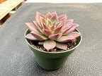Sprout N Green Echeveria Meiya, Rare Live Succulent Plant Fully Rooted in 4" Planter with Soil, Home Office Indoor Outdoor Wedding Decoration DIY Projects Party Favor