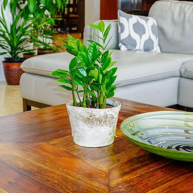 ZZ Plant Live 10–14 inches Tall in 6 inch Plant Pot, Easy Care Low Light Indoor House Plant for Home and Office Decor by United Nursery (White Decorative Pot, 6-inch Pot, ZZ Green)