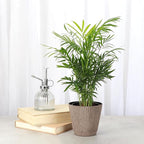 Thorsen's Greenhouse Parlor Palm Plant, Live Indoor Plant, Neanthe Bella Palm, Natural Air Purifier, Easy to Grow, Pet Safe Plant, 4-inch Diameter Pot (Coffee)