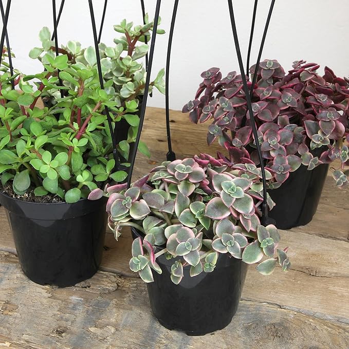 Altman Plants Hanging Succulents (3PK) in 3.5" Hanging Baskets for Plants, String of Pearls, Calico Kitten Crassus, Portulacaria Afra, Trailing Live Succulents Plants & House Plants in Succulent Soil