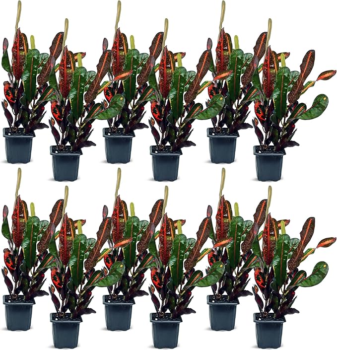 12 Pack Live Croton Mammy, Indoor Potted Variegated Plant, Office Plant Mom Dad Gift, Get Well Houseplant in 3" Pot