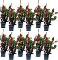 12 Pack Live Croton Mammy, Indoor Potted Variegated Plant, Office Plant Mom Dad Gift, Get Well Houseplant in 3" Pot