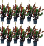 12 Pack Live Croton Mammy, Indoor Potted Variegated Plant, Office Plant Mom Dad Gift, Get Well Houseplant in 3" Pot