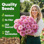 HOME GROWN Pink Zinnia Seeds – 1500 Luminosa Zinnias, Easy to Grow Annual Flower Seeds for Planting Outdoors for 2026, Fast Blooming, Heat Tolerant Herb Seed Garden Companion (Zinnia elegans)
