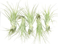 Live Air Plant - Tillandsia Gardneri 5-7” - 5ct - ragnaroc Rare Collectors Indoor Tropical Plant - Live Arrival Guaranteed - House Plants for Home Decor & Gift